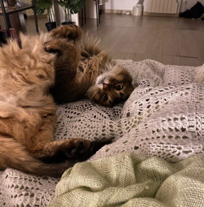 Photo de galerie - Garde chat