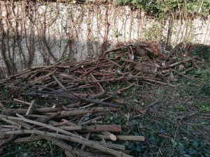 Photo de galerie - Elagage et coupe d'arbres