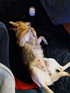 Photo de galerie - Massage Détente et relaxant Canin