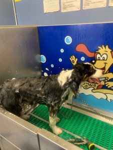 Photo de galerie - Je peux aussi laver votre chien, si vous ne trouvez pas le temps pour le faire