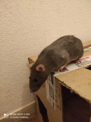 Photo de galerie - M'occuper des animaux 