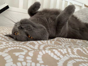 Photo de galerie - Garde chat