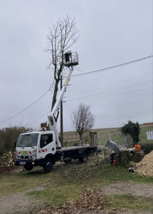 Photo de galerie - Elagage et coupe d'arbres