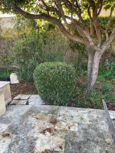 Photo de galerie - Taille d'arbuste.