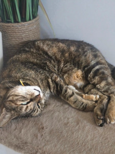Photo de galerie - Garde chat
