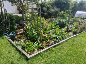 Photo de galerie - Entretien de potager, arrosage, désherbage et taille.