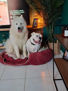 Photo de galerie - Udon avec un bouledogue anglais