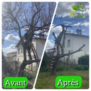 Photo de galerie - élagage d’un acacia !