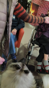 Photo de galerie - Médiation par l'animal : Lien social, stimulation aux gestes de la vie quotidienne, accompagnement thérapeutique, divertissement, bien-être et apaisement, soutien émotionnel,...