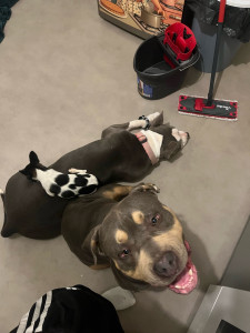 Photo de galerie - Garde de chien 