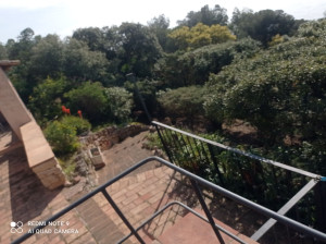 Photo de galerie - Elagage et coupe d'arbres