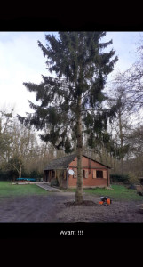 Photo de galerie - Elagage et coupe d'arbres