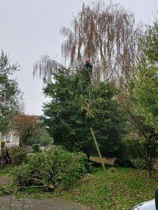 Photo de galerie - Abattage d'un sapin