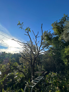 Photo de galerie - Taille de néflier 