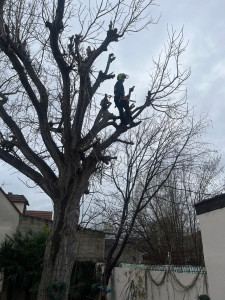 Photo de galerie - Taille saisonnières 