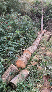Photo de galerie - Abattage d’un arbre mort 
Hauteur 12 mètres 