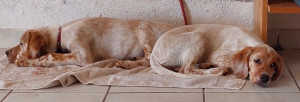 Photo de galerie - Garde chien