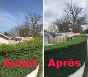 Photo de galerie - Taille de haies