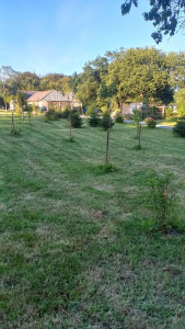 Photo de galerie - Tonte de pelouse, entretien espaces verts