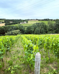 Photo de galerie - Parcelle de vigne débroussailler 