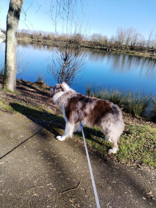 Photo de galerie - Balade chien