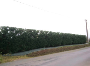 Photo de galerie - Taille de haies et d'arbustes