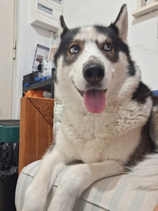 Photo de galerie - Petite garde de nine , husky de 3 ans 