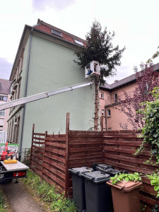 Photo de galerie - Elagage et coupe d'arbres