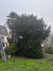 Photo de galerie - Elagage et coupe d'arbres