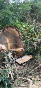 Photo de galerie - Elagage et coupe d'arbres