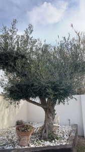 Photo de galerie - Avant Olivier Forme Banzai