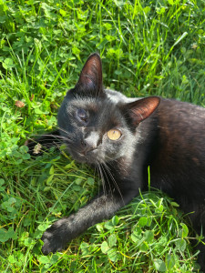 Photo de galerie - Voici Loki un de mes chats, 