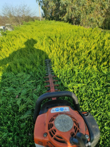 Photo de galerie - Taille de haies et d'arbustes