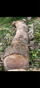 Photo de galerie - élagage 