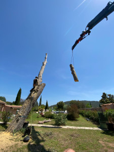 Photo de galerie - Abattage d’un pin dangereux à l’aide d’une grue