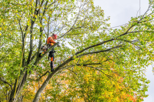 Photo de galerie - élagage en bout de branches 