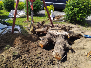 Photo de galerie - Petite souche de 240 kg avec des racines de plus de 20 cm de diamètre,  heureusement la terre était sableuse...