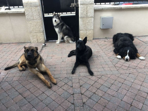 Photo de galerie - Des pensionnaires que j’ai eu 