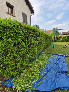 Photo de galerie - Taille de haies et d'arbustes