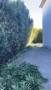 Photo de galerie - Taille de haies lauriers