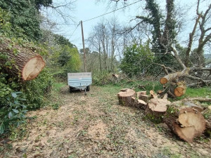 Photo de galerie - Débitage d'un arbre tombé après un fort coup de vent et bloquant le chemin d'accès 