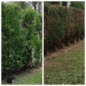 Photo de galerie - Avant après d'une taille de haie 