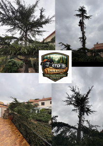 Photo de galerie -  cèdre de plus de 10M 