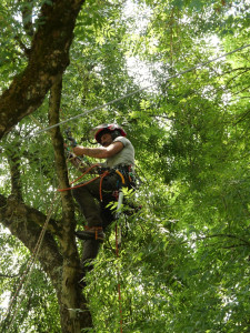 Photo de galerie - Taille de mise en sécurité (gros bois mort)au dessus d'une tyrolienne .