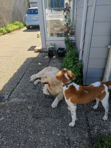 Photo de galerie - Accueil de Vasco et Philo!