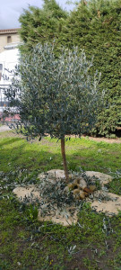 Photo de galerie - Taille oliviers et autres...arbres, arbustes, haies, macifs...