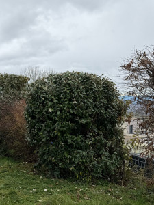 Photo de galerie - Taille arbuste