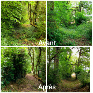 Photo de galerie - Réouverture d'un chemin forestier après fermeture de plusieurs années.