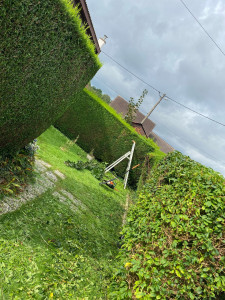 Photo de galerie - Taille de haies et d'arbustes