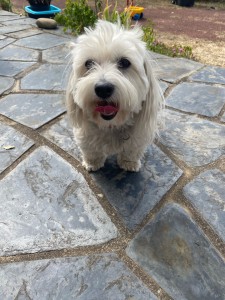 Photo de galerie - Garde animaux